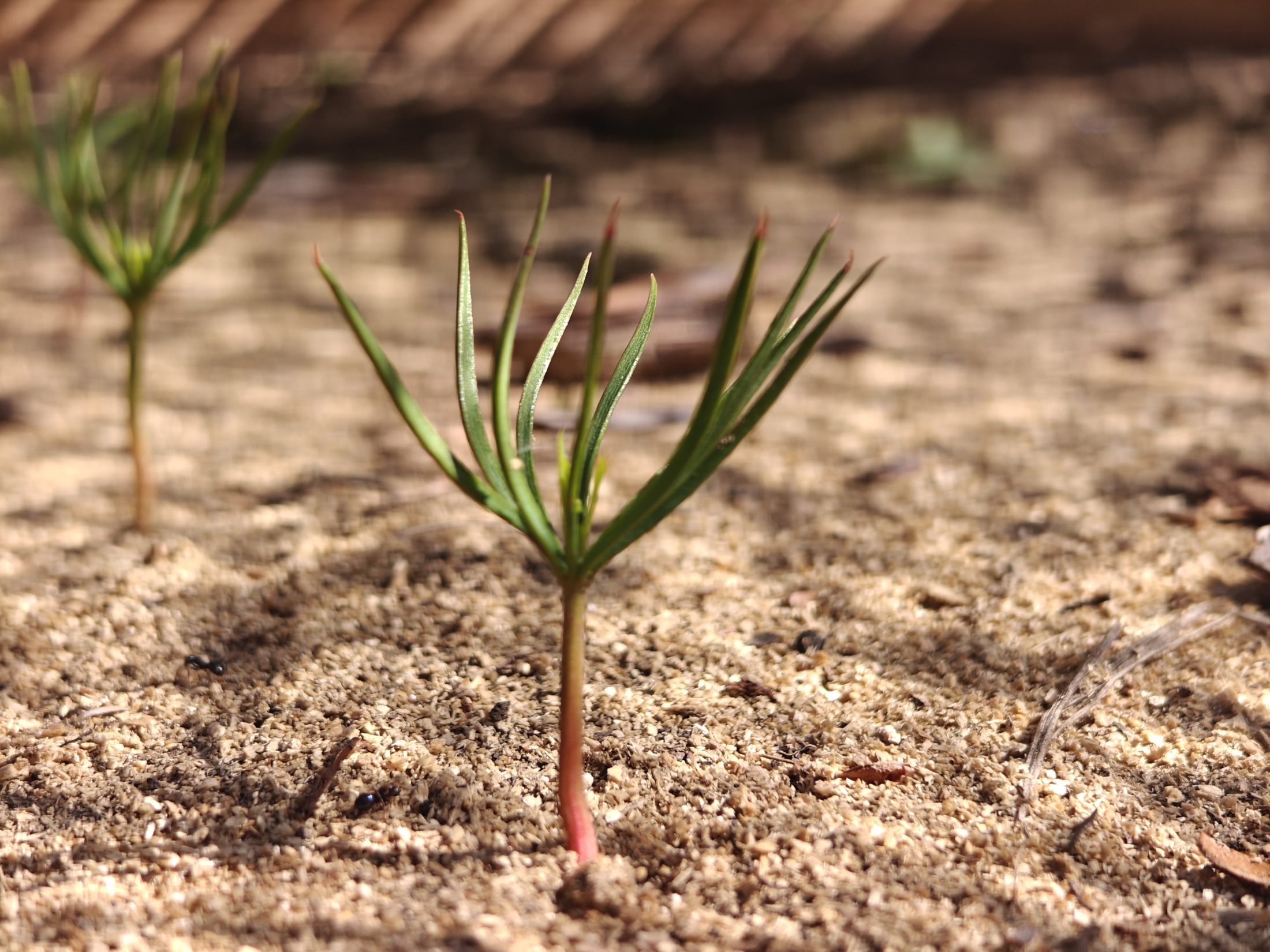 Nursery and seedling work