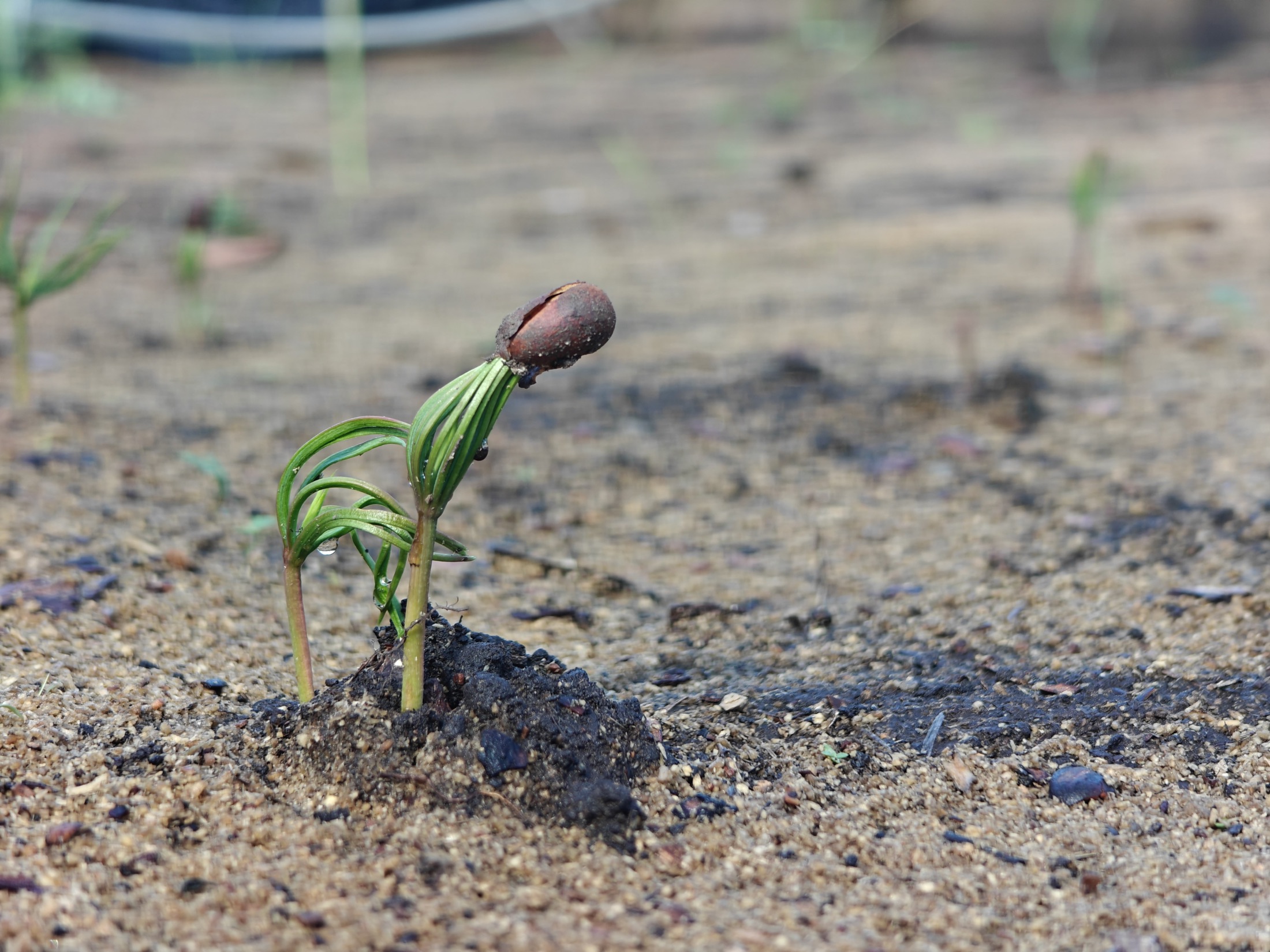 PINE+ restoration project activity