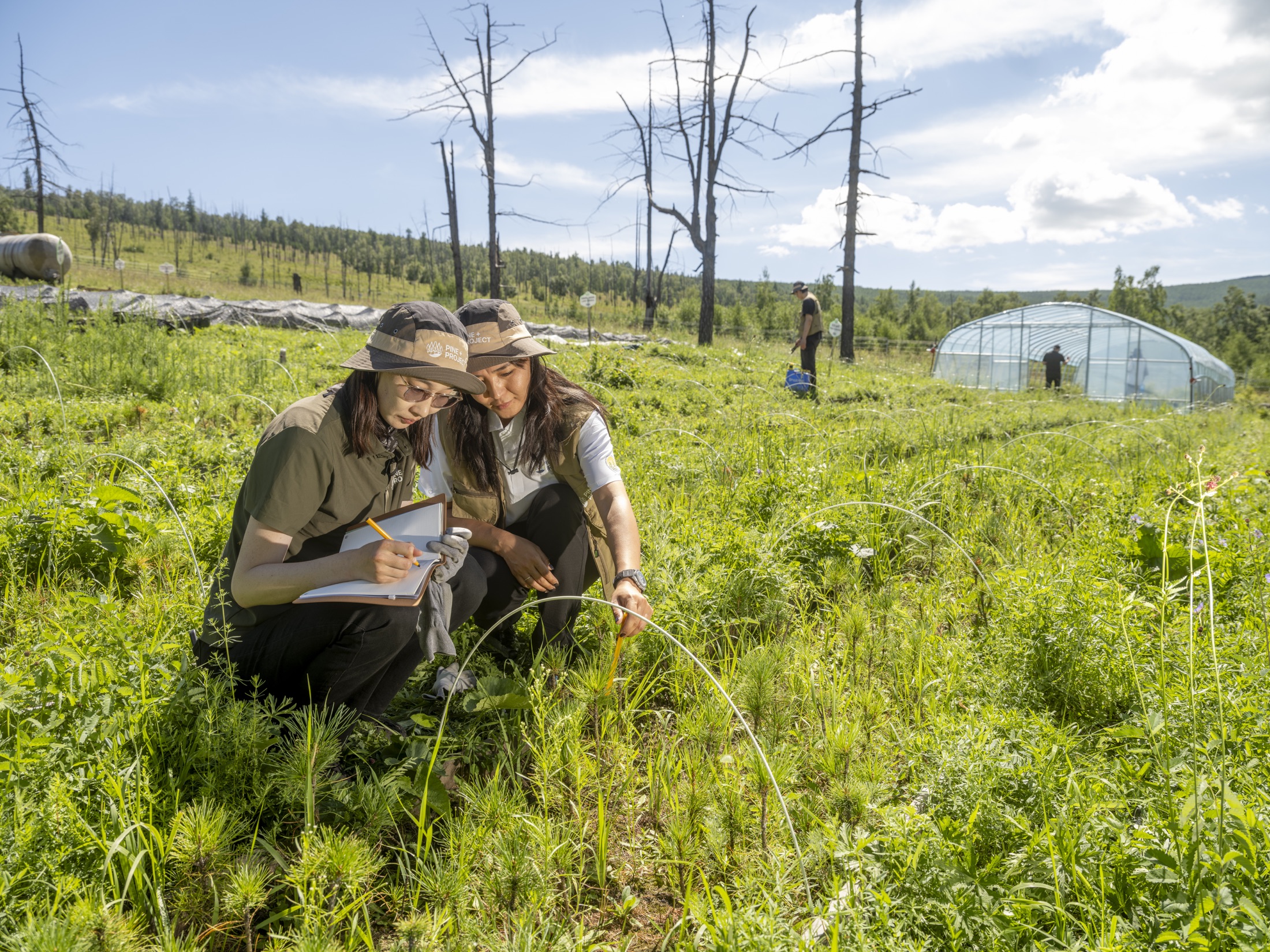 Native forest restoration landscape
